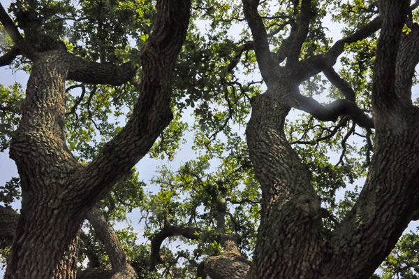 branches of the Live Oak tree